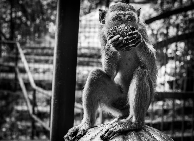 a monkey is eating soing while sitting on a rock