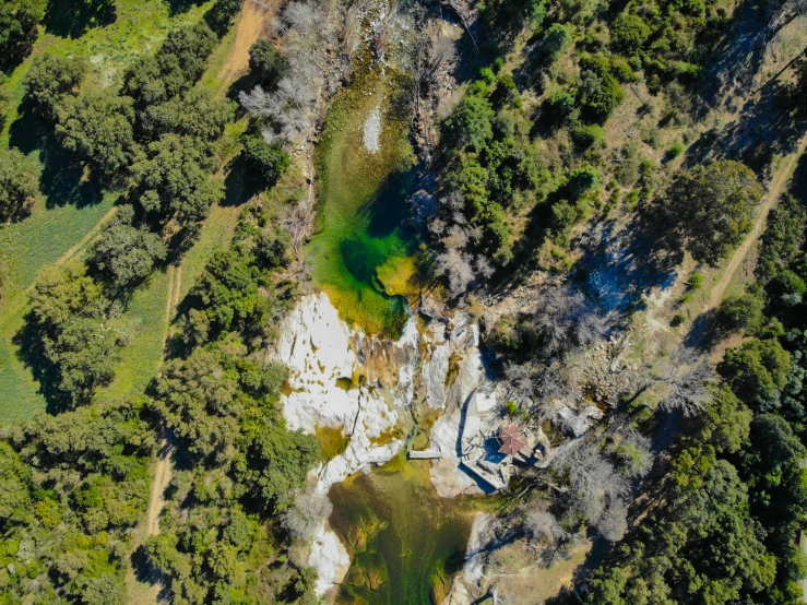 a green swampy area has white rocks and trees