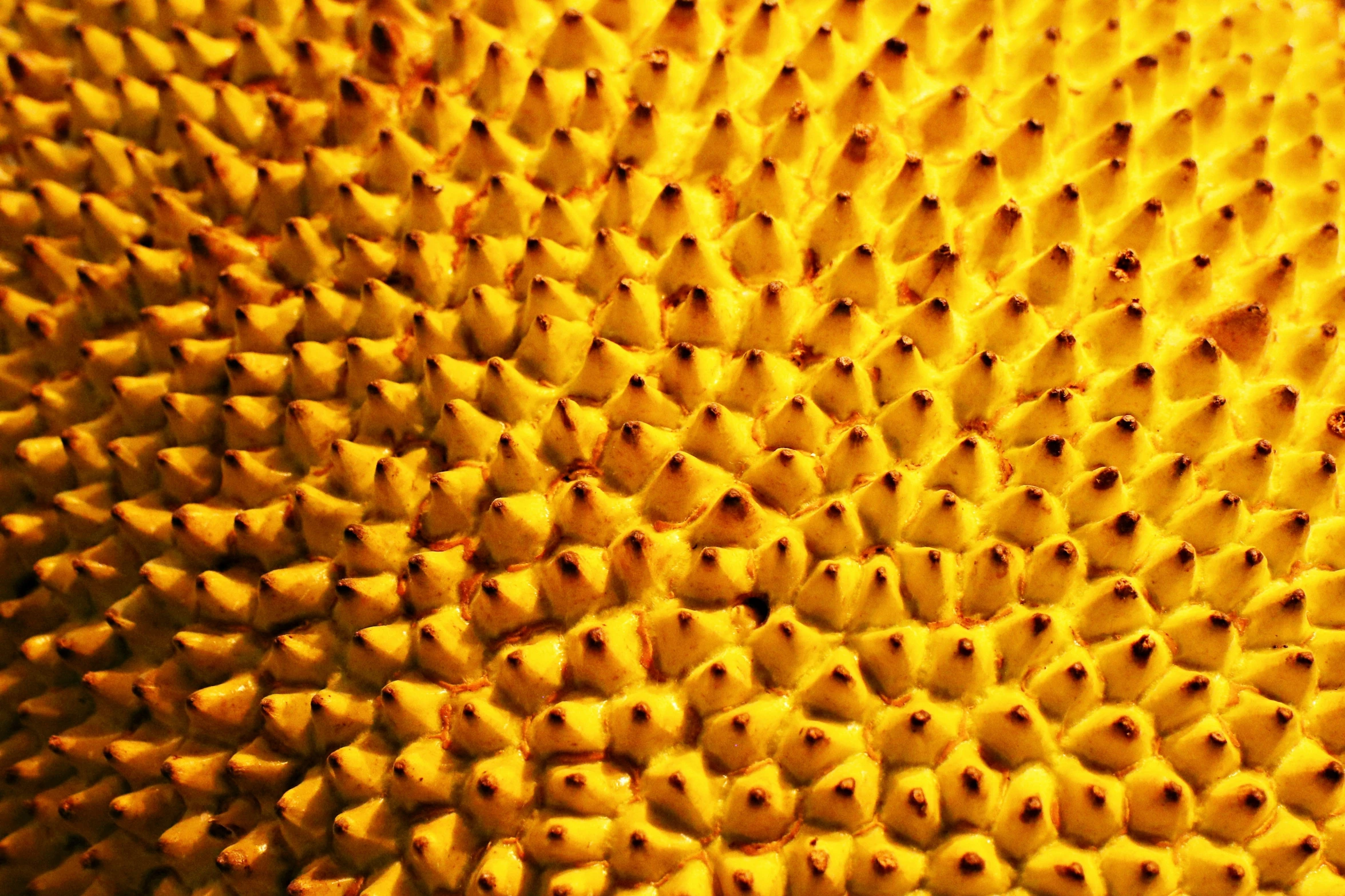 closeup of the center of a sunflower