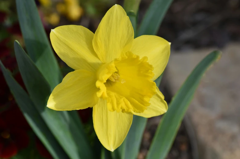 an open yellow flower with green leaves