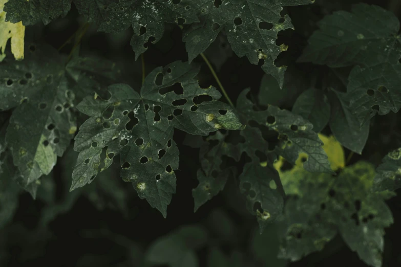 leaves and drops of dew on a green leaf