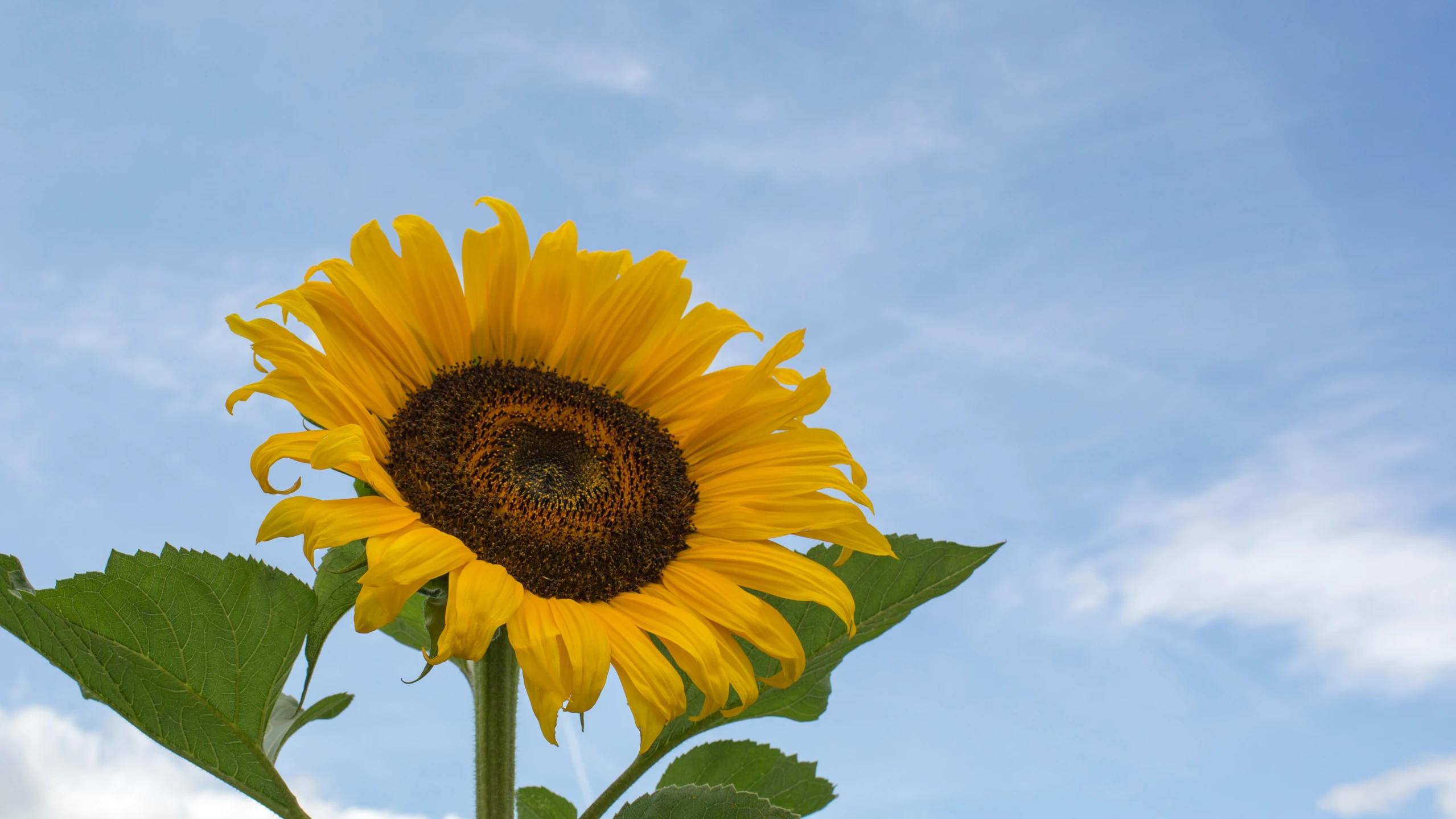 a sunflower is shown on the sunny day
