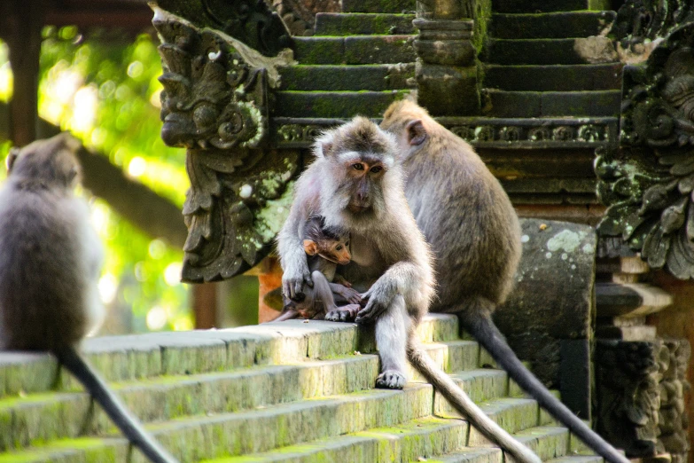 monkeys sitting on top of a brick wall in a jungle