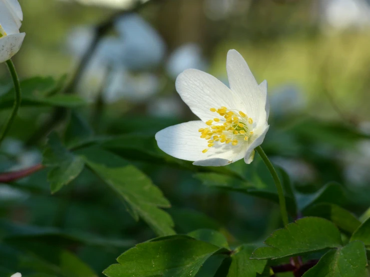 an adorable white flower with yellow stamens blooming in the sun