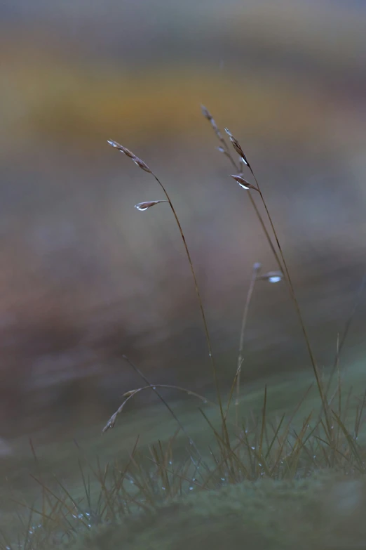 water droplets are on the grass by a small bird