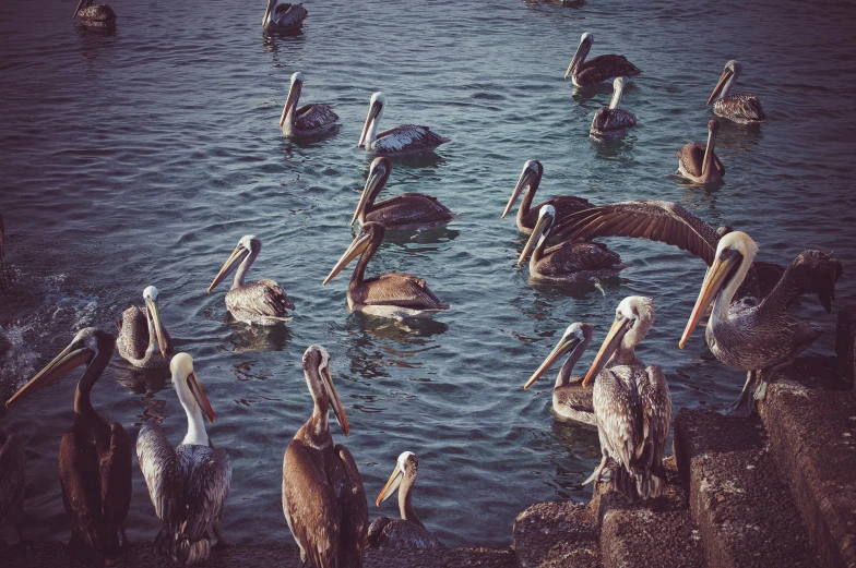 some pelicans are swimming on the water together