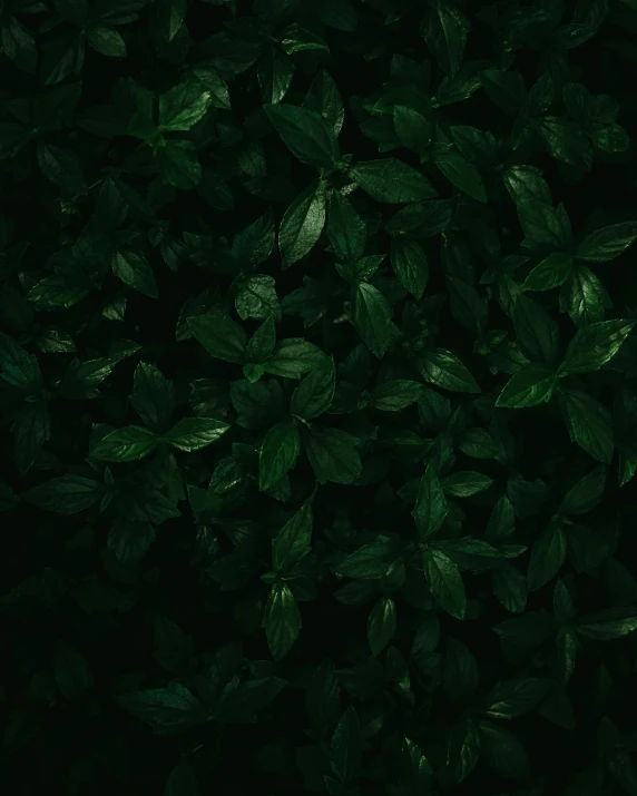 a black background filled with leaves of various sizes and sizes