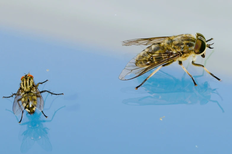 two fly sitting on top of a blue counter next to each other