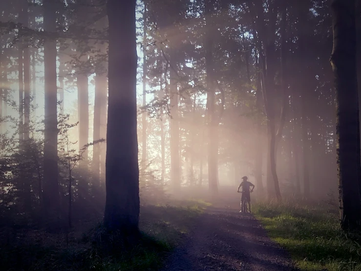 a person riding on a bike in the middle of the woods