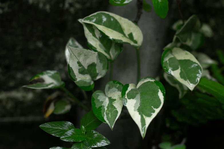 a plant with green leaves that are on the outside