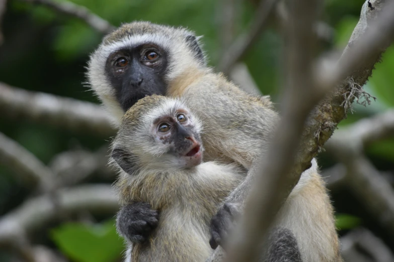 two small animals with large ears standing next to each other