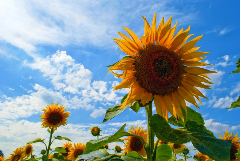 a large yellow sunflower in a sunny day