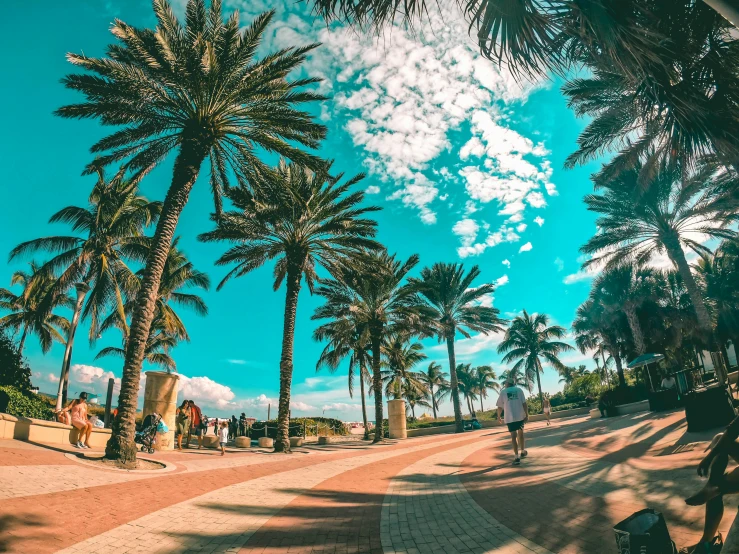 palm trees are standing in front of a beach