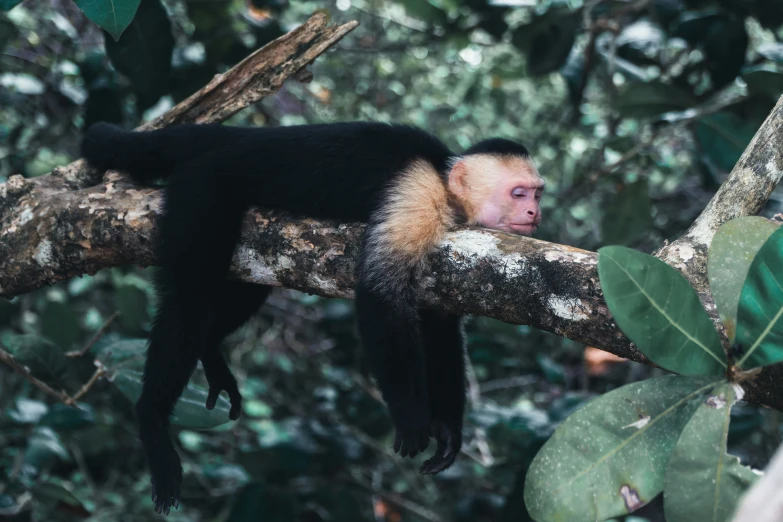 a white faced animal in a tree