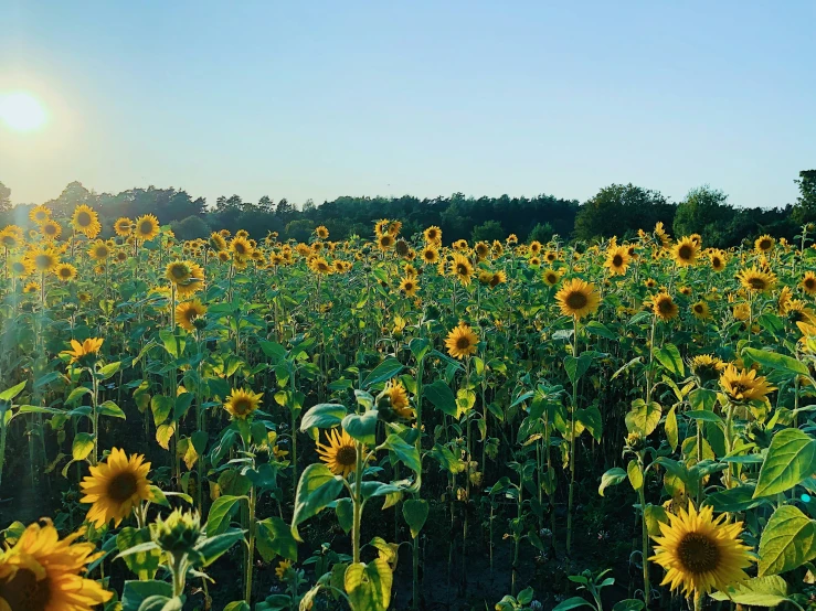 a large field full of sunflowers near trees