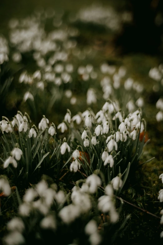 a close up image of snowdrops growing in the forest