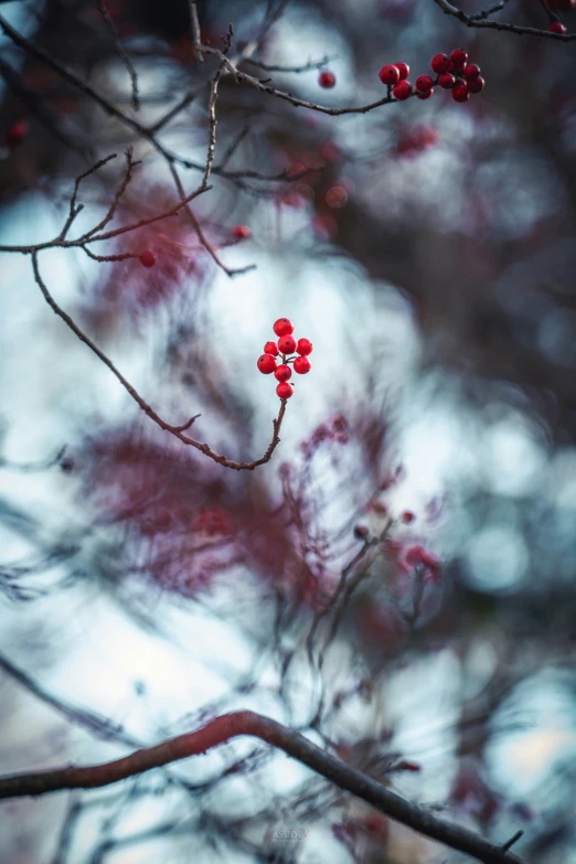 two little red berries on a tree nch