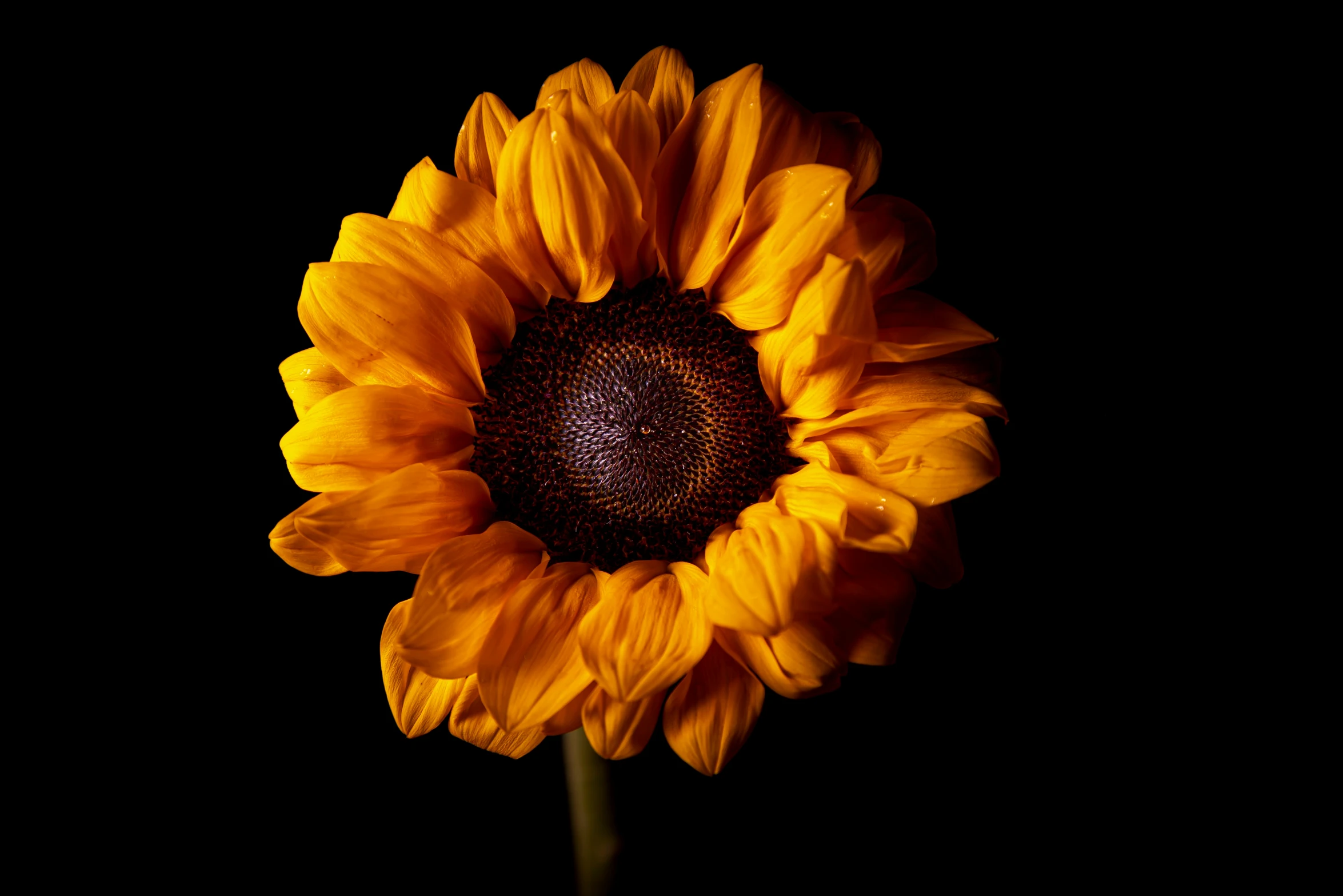 an isolated yellow flower on a black background