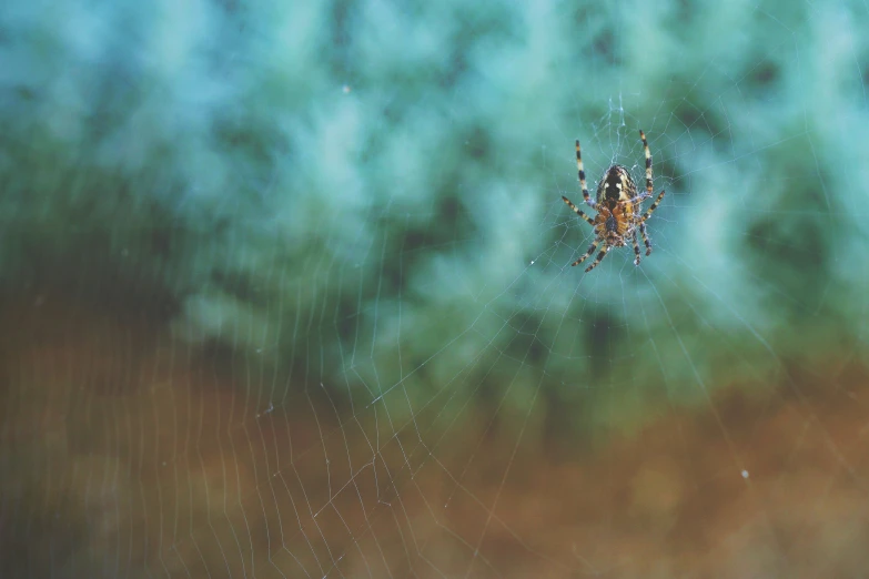 a spider is on its web on the outside