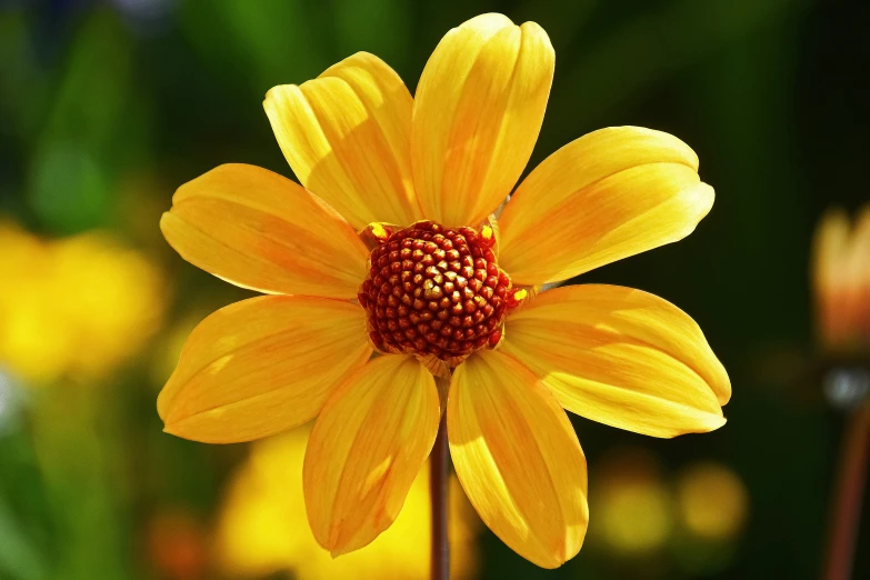 an up close po of a single yellow flower