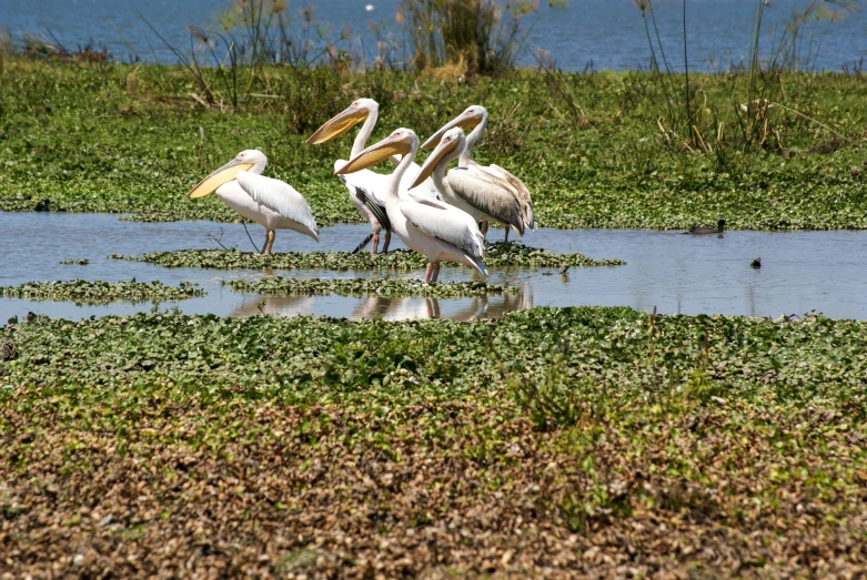 the group of birds are sitting in the water