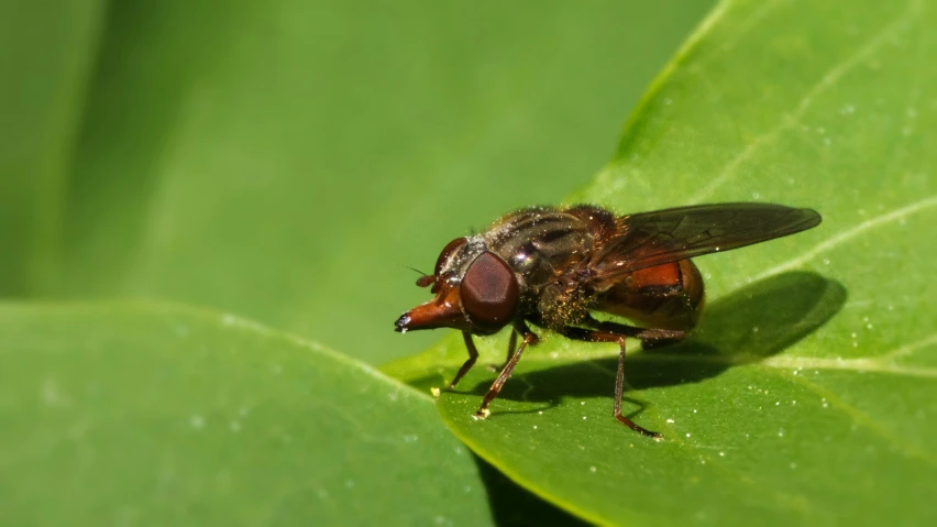 a fly is on the edge of a green leaf