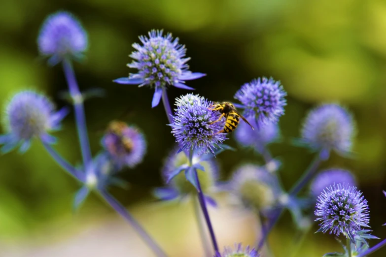 a little bee on a purple flower with yellow on it