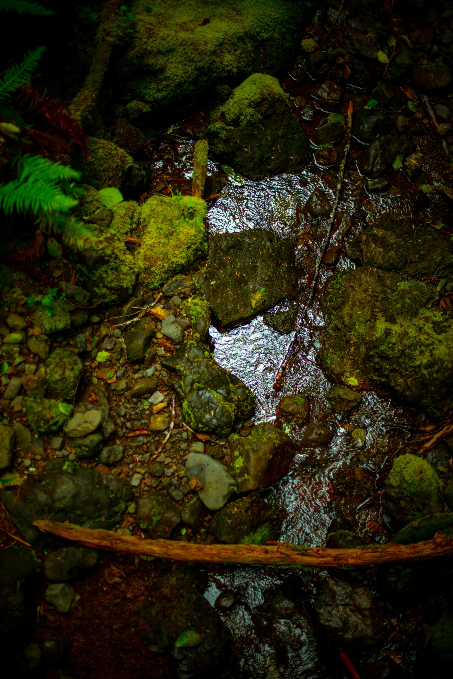 a stream in the forest with mossy rocks and a plant