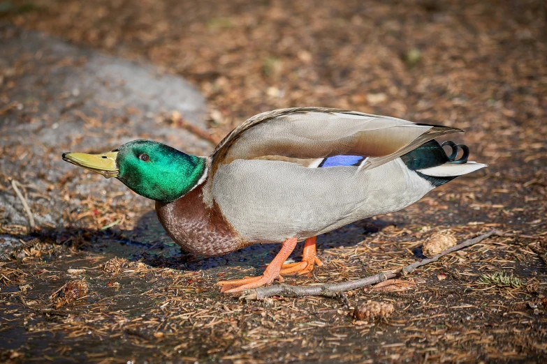 a mallard duck with his head down looking into the water