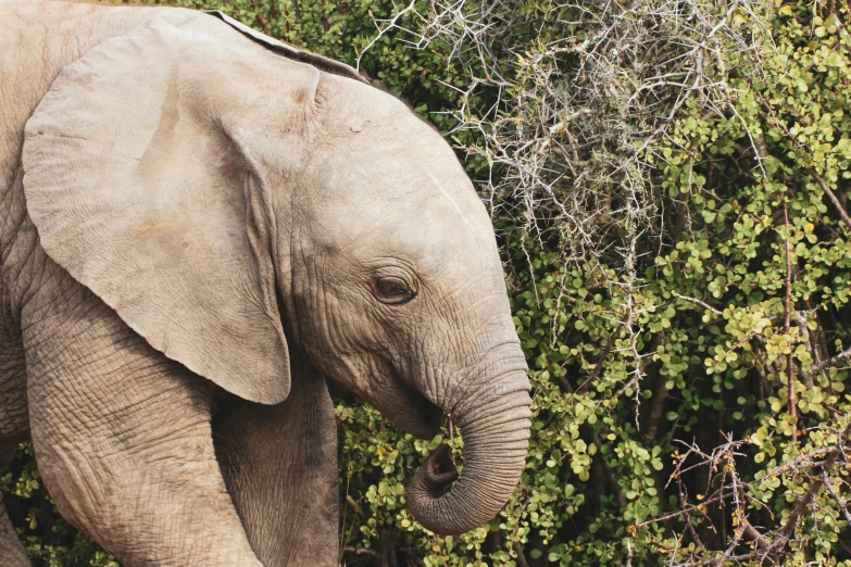 a large elephant standing near some bushes