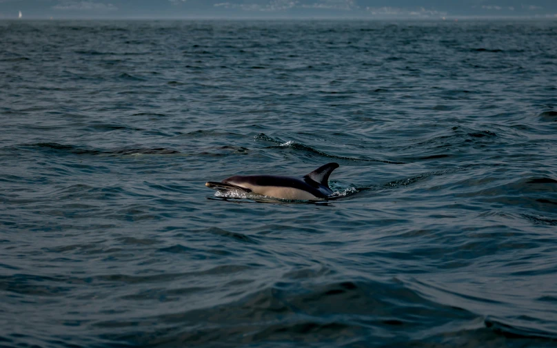 two dolphins are swimming in the ocean