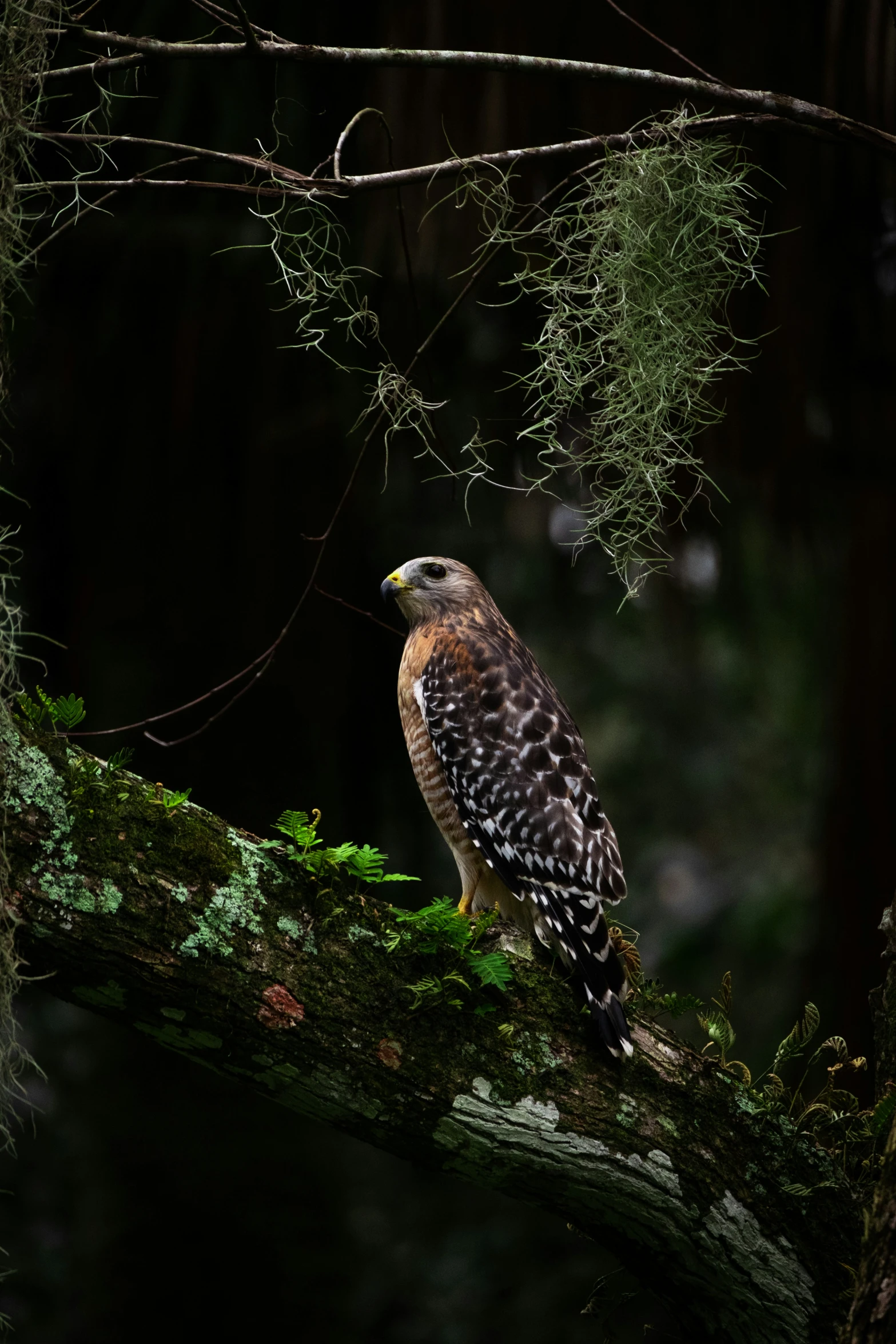 an owl sitting on top of a moss covered tree nch