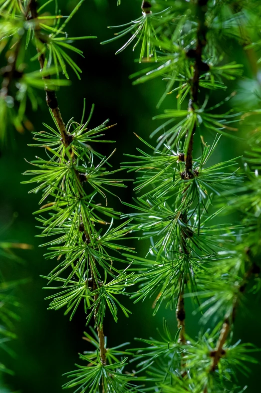 the needles of a pine tree are almost touching