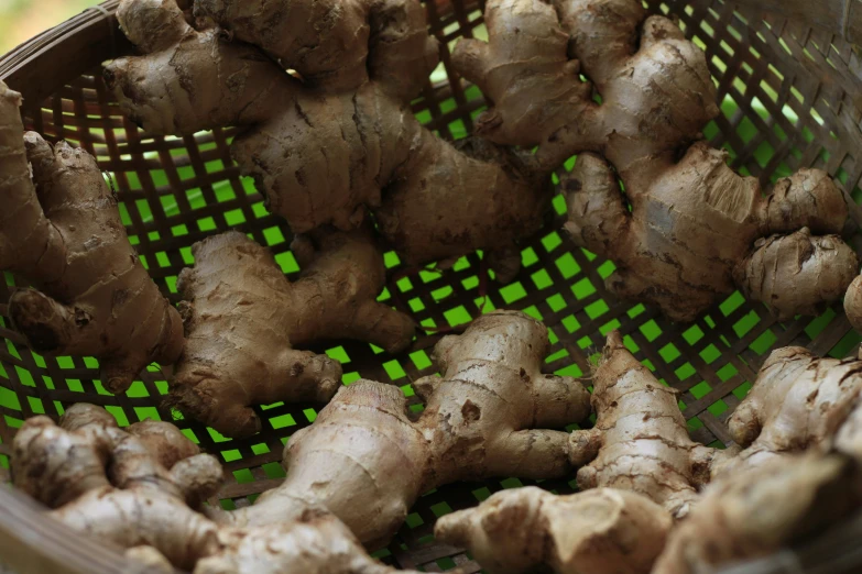 fresh ginger root growing in a basket on a table