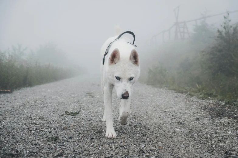 a white dog walks in the fog down a road