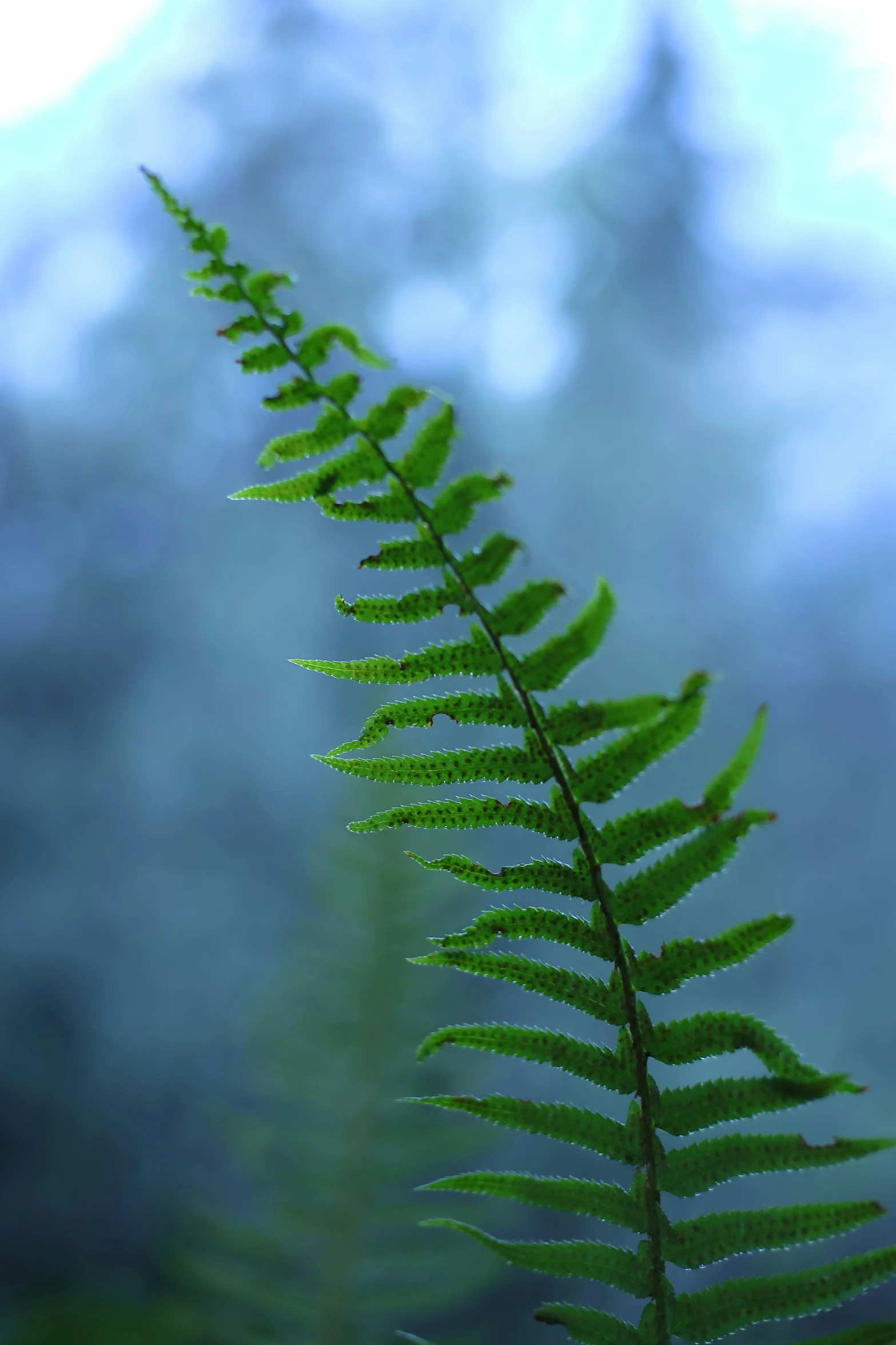 a fern leaf is seen against the background of a misty forest