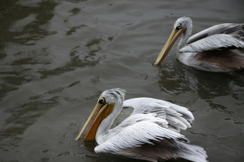 two pelicans float side by side in the water