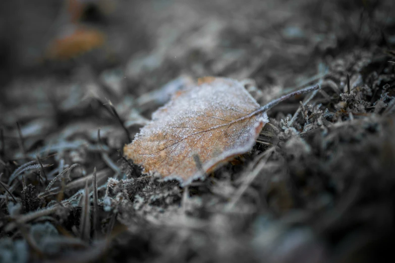 a frosted leaf laying on the ground