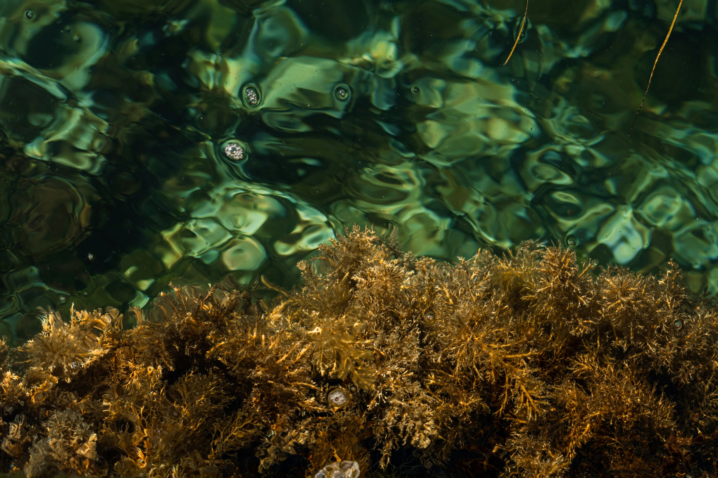 water bubbles on the moss in a lake