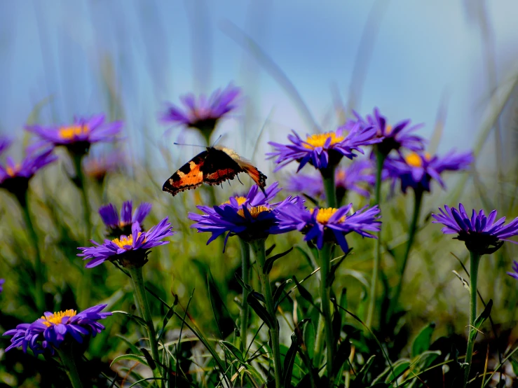 a small yellow and black erfly flying over blue flowers