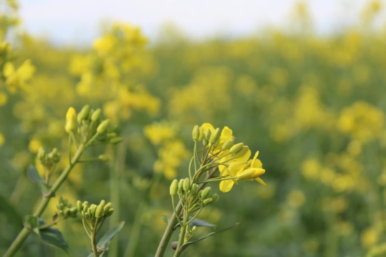 a field of yellow flowers in the sun