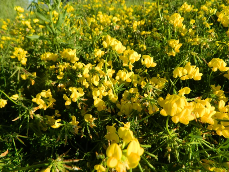 a field of yellow flowers in the sun