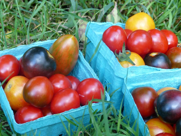 two containers filled with different kinds of tomatoes