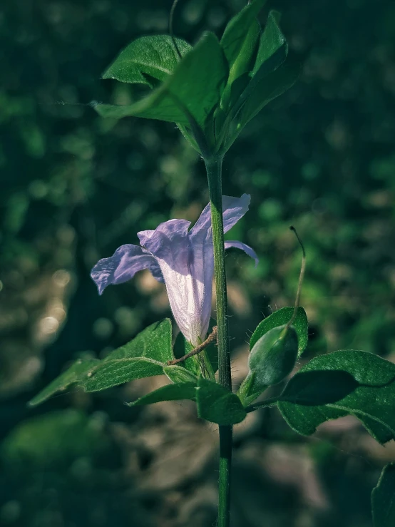 a small purple flower growing out of the middle of a leaf