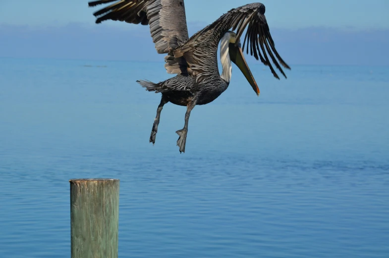 a bird that is taking off from the water