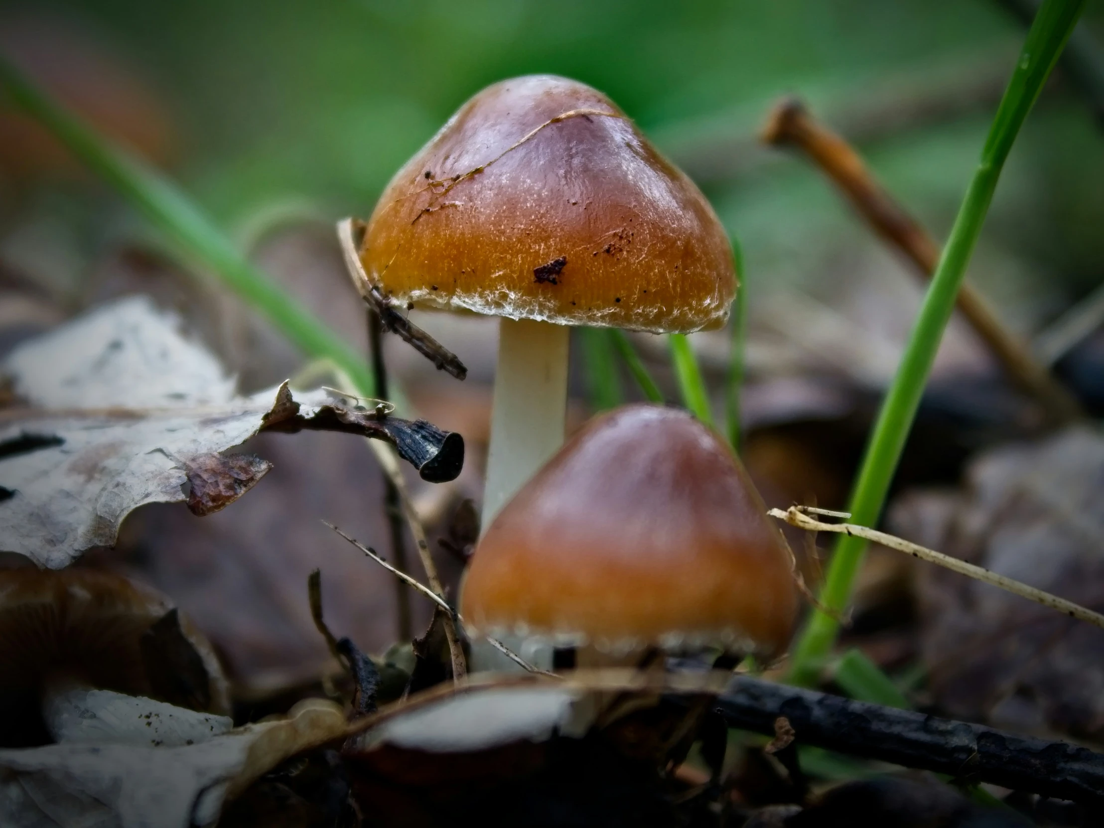 three brown mushrooms sit on the forest floor