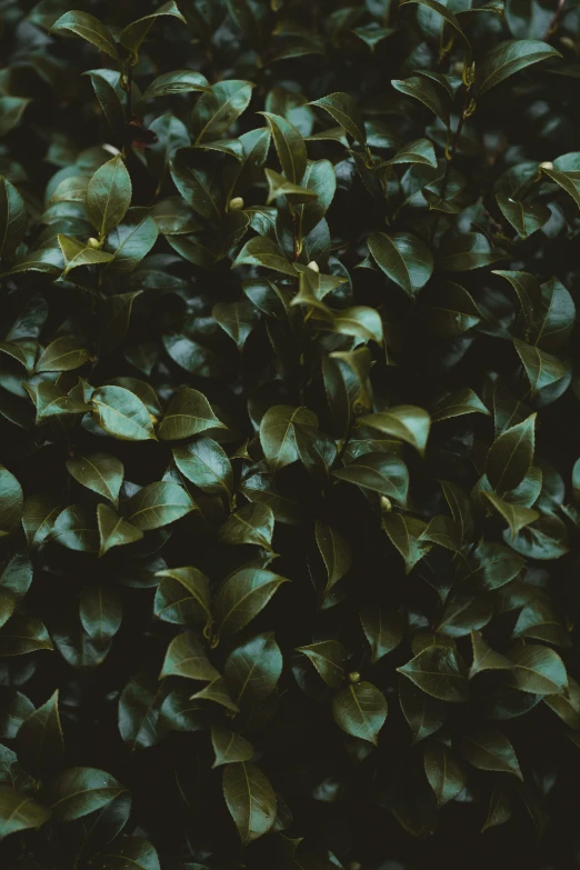 a close - up of leaves and the top of a plant