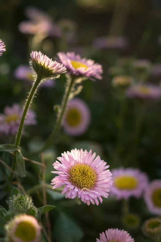 a large amount of purple flowers grow in the field