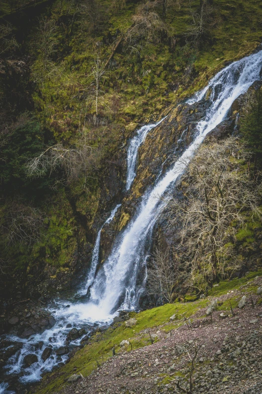 some grass and bushes with a small waterfall