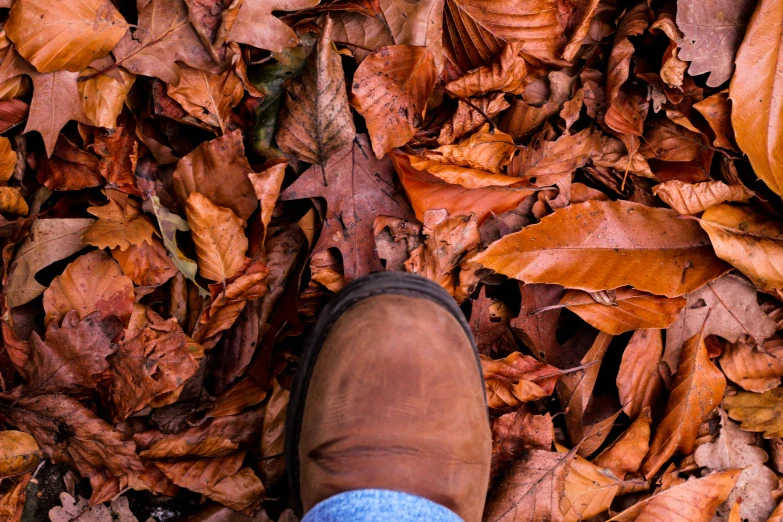 the brown shoe is sitting on leaf covered ground